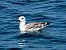 Gabbiano reale (Larus michahellis) © Daniel Aubert
