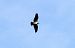 Falco pescatore (Pandion haliaetus) © Alessio Mannello