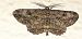 Peribatodes rhomboidaria  - Michele Cento