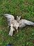Red-footed Falcon  - Andrzej Lipiński