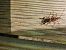 Leptoglossus occidentalis - Frédéric Dufour