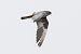 Red-footed Falcon  - Piotr Kosidło