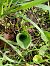 Himantoglossum hircinum © Alain Falvard