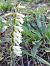 Spiranthes spiralis © Dominique Raimbault