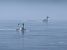 Grèbe huppé (Podiceps cristatus) © Adelfina Aldrovandi