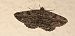 Peribatodes rhomboidaria  - Michele Cento