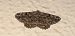 Peribatodes rhomboidaria  - Michele Cento