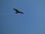 Mäusebussard (Buteo buteo) © Rosario Dario Amore