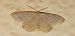 Idaea subsericeata © Michele Cento
