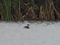 Black-necked Grebe  - Kacper Mikulski