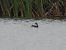 Black-necked Grebe  - Kacper Mikulski