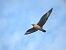 Skua  - Pelle Annen