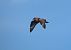 Skua  - Pelle Annen
