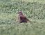 Western Marsh Harrier  - Ewa Nalepa