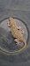 Common wall gecko (Tarentola mauritanica) © Pau Esteban