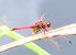 Trithemis annulata © Ivan Chiandetti