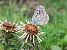 Lysandra bellargus © Marco Cortemiglia