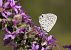 Leptotes pirithous © Dolores de Maria