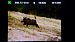 Cinghiale (Sus scrofa) © Renato Cottalasso