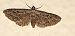 Eupithecia icterata © Michele Cento