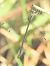 Lestes sp. © Massimo Tassinari