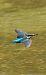Common Kingfisher (Alcedo atthis) © Jose Molis