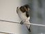 Rondine (Hirundo rustica) © Rosario Dario Amore