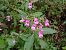 Impatiens glandulifera © Alexandra Cfr Mareschi (FVG)