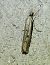 Agriphila geniculea  - Alain Lehalle