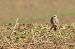 Red-footed Falcon  - Dariusz Węcławek