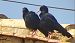 Red-billed Chough (Pyrrhocorax pyrrhocorax) © Oriol Cabrero