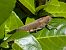 Anacridium aegyptium © Pierre Alexandre