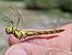 Sympetrum vulgatum © Ivan Chiandetti