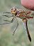 Sympetrum meridionale  - Ivan Chiandetti