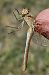Sympetrum meridionale © Ivan Chiandetti