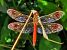 Sympetrum pedemontanum © Ivan Chiandetti