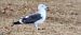 Zafferano (Larus fuscus) © Lorenza Venturini