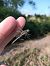 Trithemis annulata © Fausto Leandri