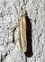 Crambus des tiges (Agriphila tristella) © Alain Lehalle