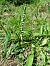 Spiranthes spiralis (Spiranthe d'automne) © Michel Thomas