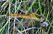 Sympetrum depressiusculum © Ivan Chiandetti