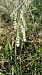 Spiranthes autumnalis © David Neau