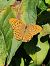 Argynnis paphia  - Alessandro Pavesi