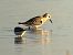 Piovanello tridattilo (Calidris alba) © Enrico Castellucci