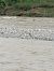 Smergo maggiore (Mergus merganser) © Diego Castelli