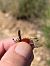 Acrotylus patruelis - Carlos Alvarez-Cros