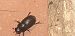 Acrossus rufipes  - Michele Cento