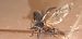 Acrossus rufipes  - Michele Cento