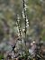 Spiranthes spiralis (Spiranthe d'automne) © Alain Bultez