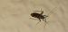 Phytocoris tiliae  - Michele Cento